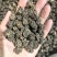 猫爪草今年新货颜色好看物美价廉实图拍摄