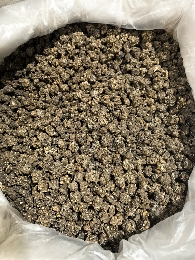 猫爪草今年新货颜色好看物美价廉实图拍摄
