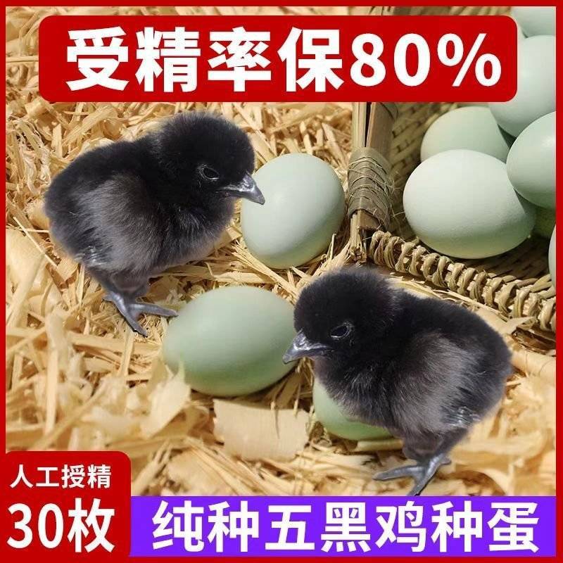 五黑鸡种蛋受精蛋孵化小鸡绿壳蛋可孵化
