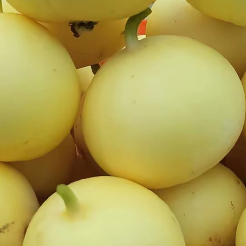 早甜脆甜瓜）星甜瓜
