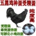 五黑鸡种蛋受精蛋孵化小鸡绿壳蛋可孵化