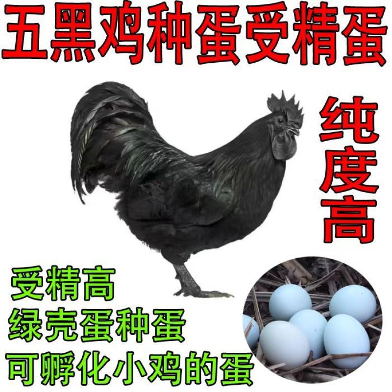 五黑鸡种蛋受精蛋孵化小鸡绿壳蛋可孵化
