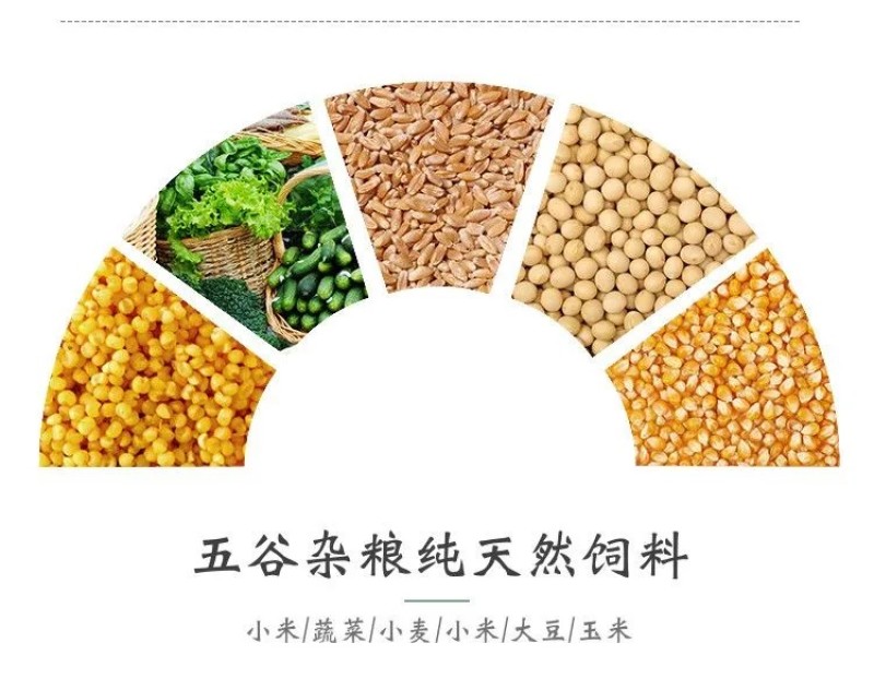 五黑鸡种蛋受精蛋孵化小鸡绿壳蛋可孵化