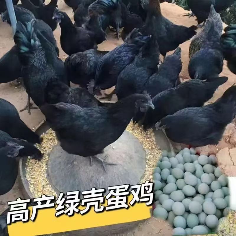 五黑鸡种蛋受精蛋孵化小鸡绿壳蛋可孵化