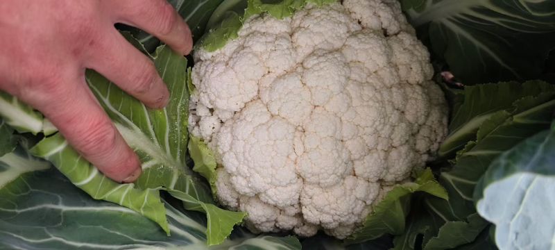 精品大白青梗花菜，长期有货，质量保证，全国发货