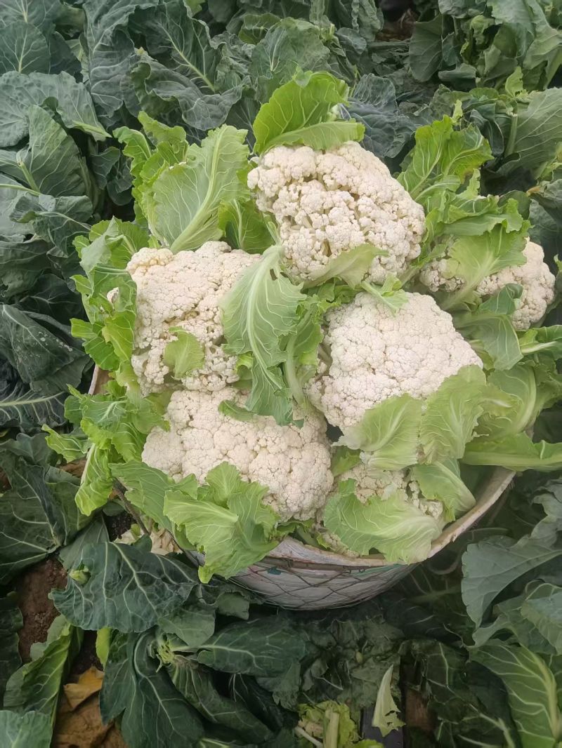 精品大白青梗花菜，长期有货，质量保证，全国发货