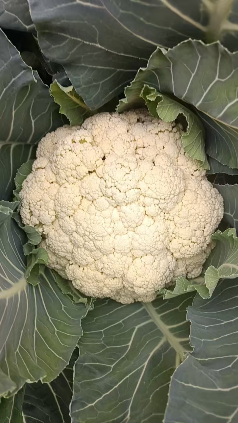 精品大白青梗花菜，长期有货，质量保证，全国发货