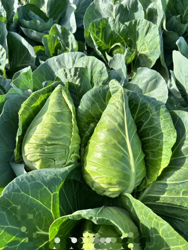 山东中甘系列甘蓝，产地批发，肉质翠绿，松散度嫩可视频看货