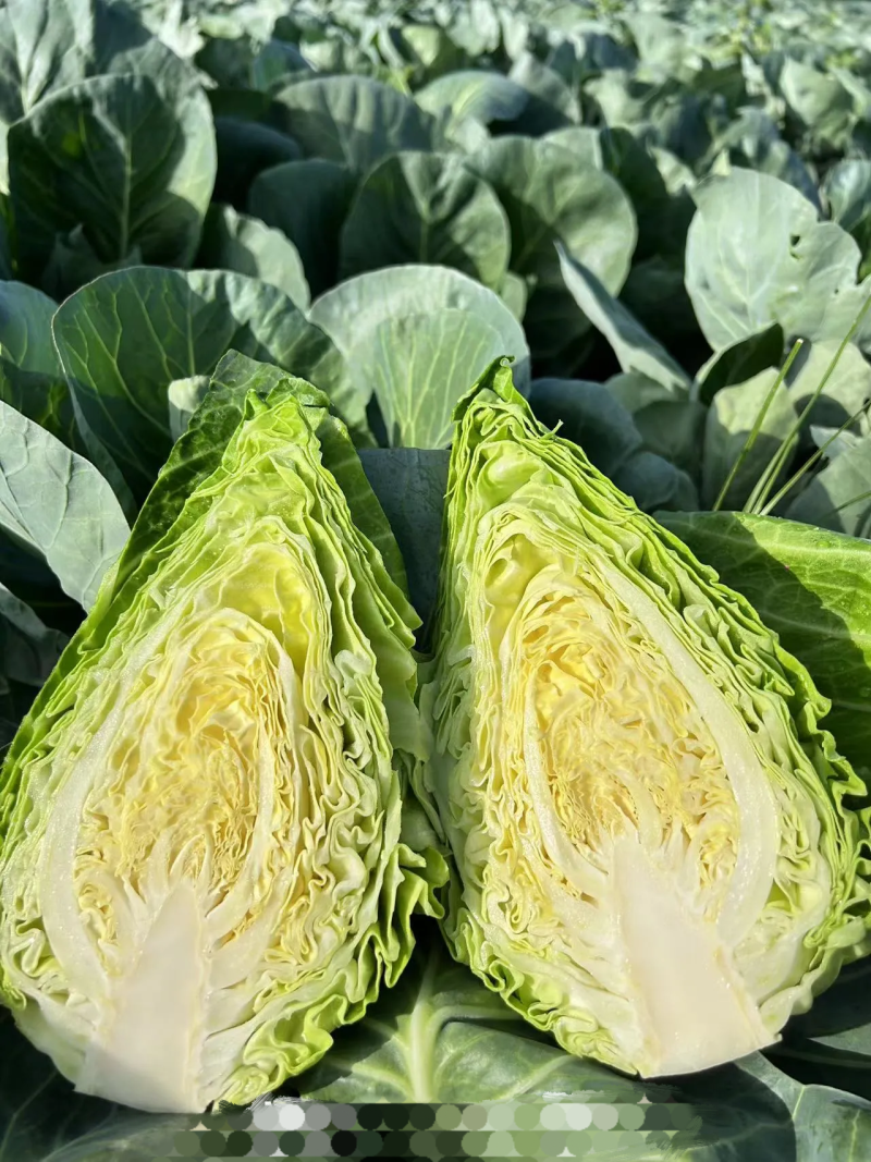 山东中甘系列甘蓝，产地批发，肉质翠绿，松散度嫩可视频看货
