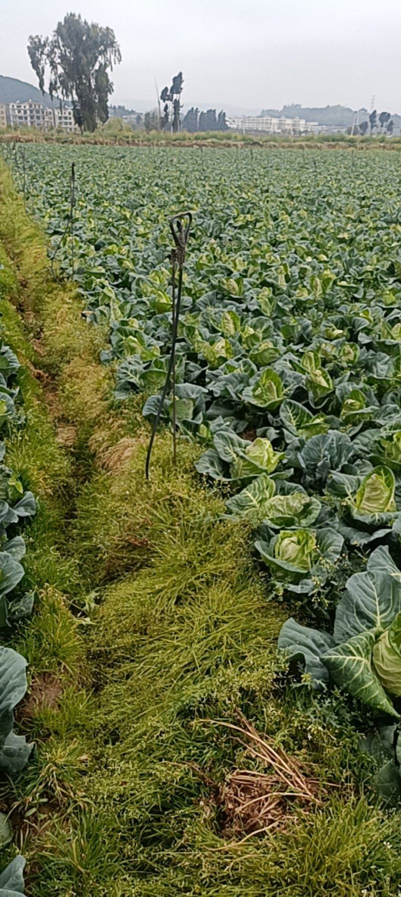 牛心菜，精品货