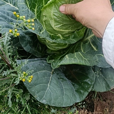 牛心菜，精品货