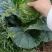 牛心菜，精品货