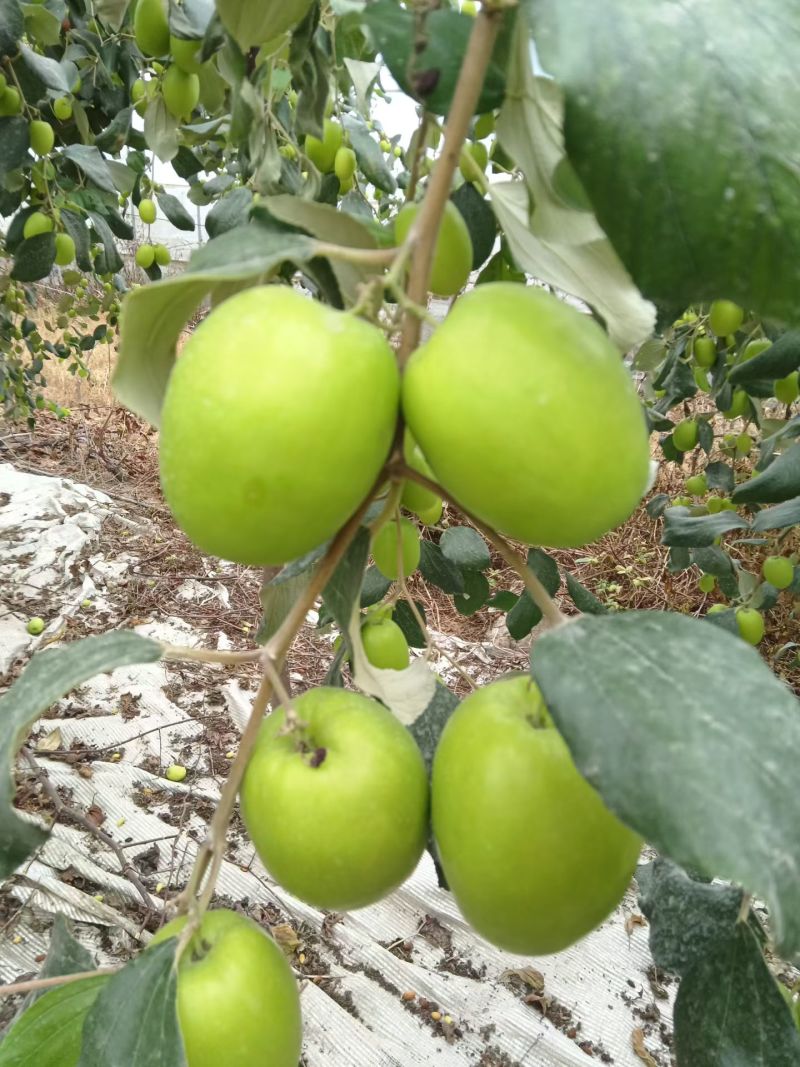 台湾青枣大棚种植商