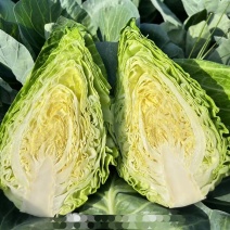 山东临沂郯城中甘21甘蓝，肉质翠绿黄色，产地批发，保质量