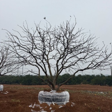 自家香橼苗圃基地直供益阳木子