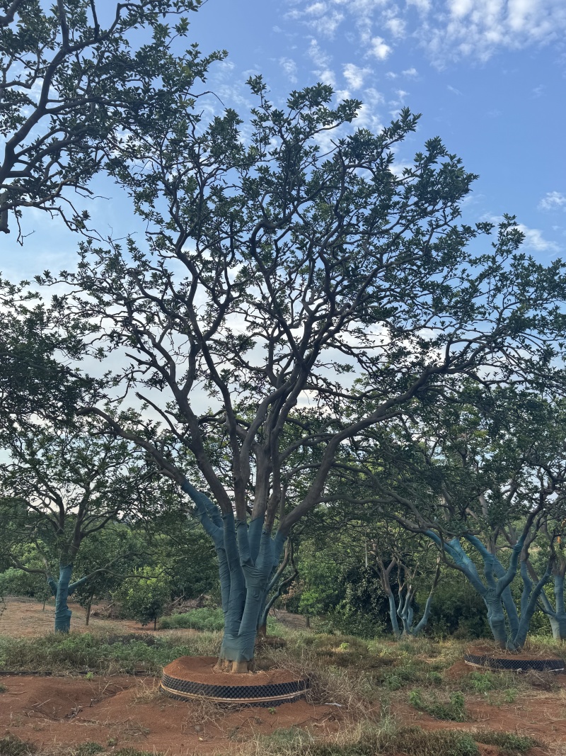 自家香橼苗圃基地直供益阳木子