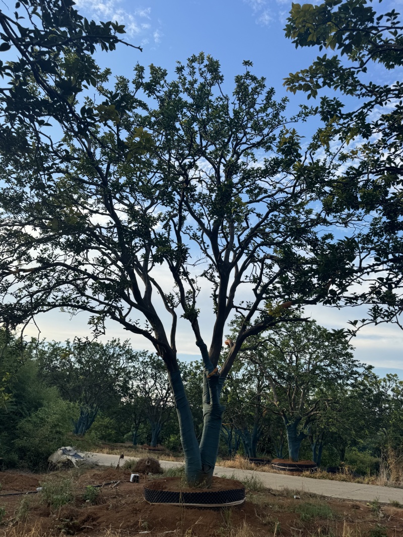 自家香橼苗圃基地直供益阳木子
