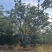 自家香橼苗圃基地直供益阳木子