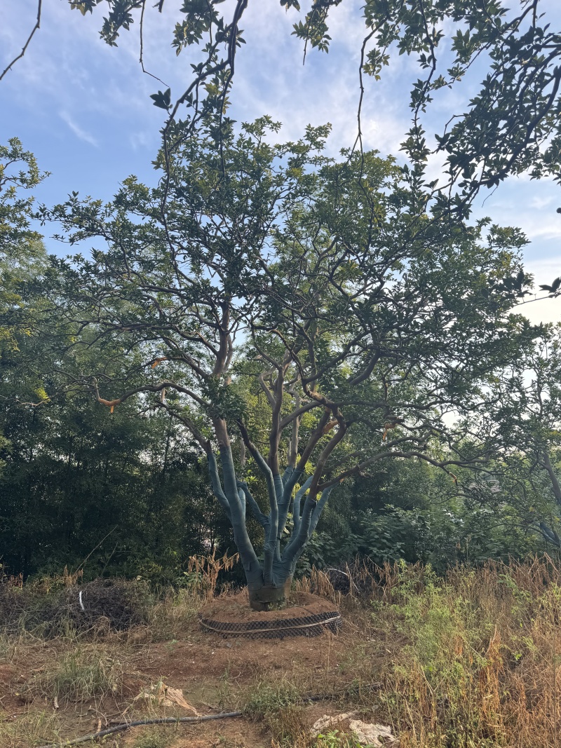 自家香橼苗圃基地直供益阳木子