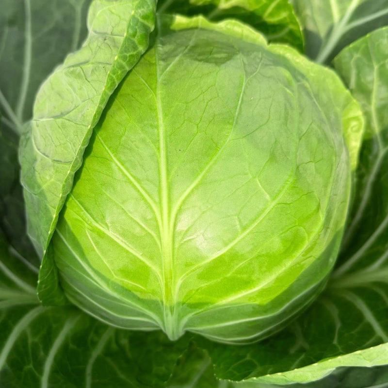 山东临沂中甘21甘蓝，色泽翠绿，产地批发，肉质鲜黄保质量
