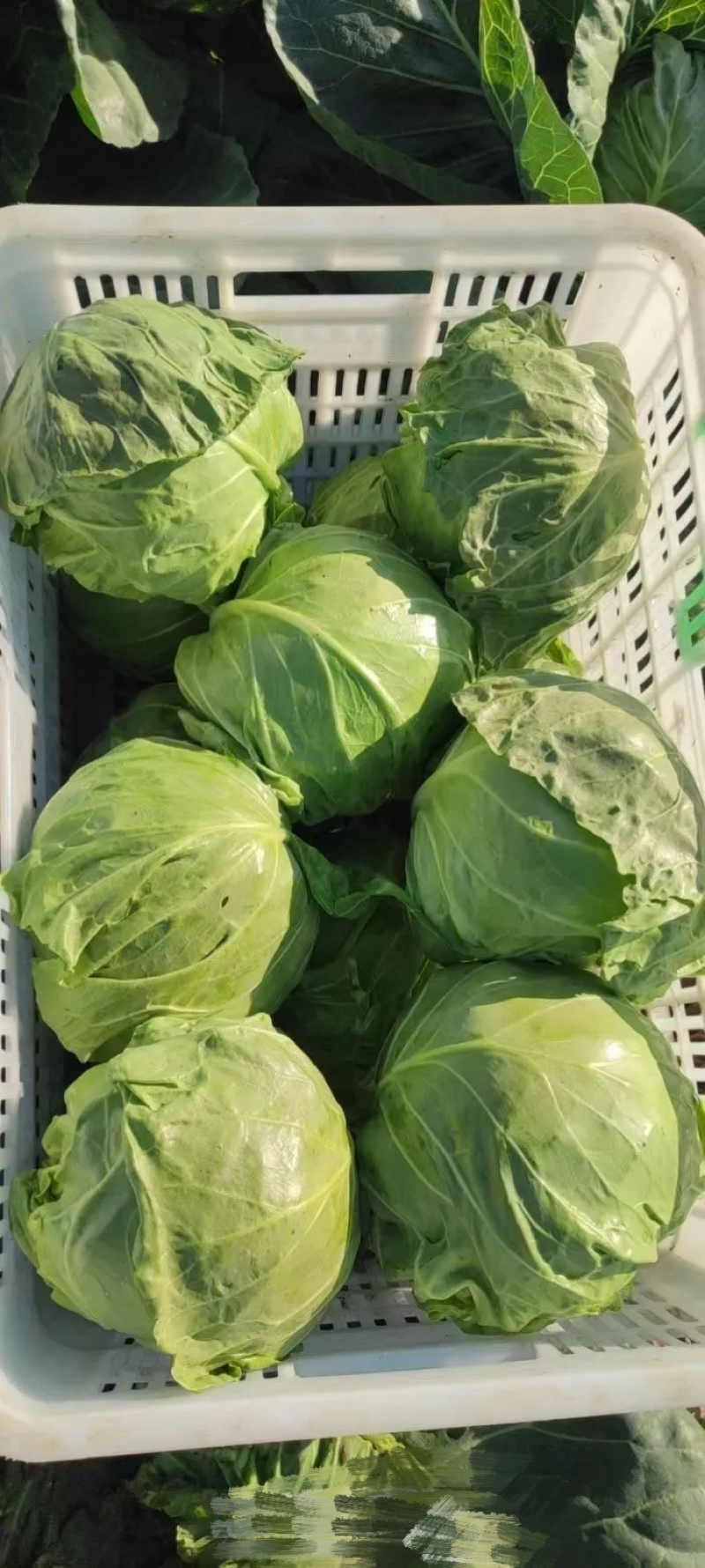 山东临沂中甘21甘蓝，色泽翠绿，产地批发，肉质鲜黄保质量