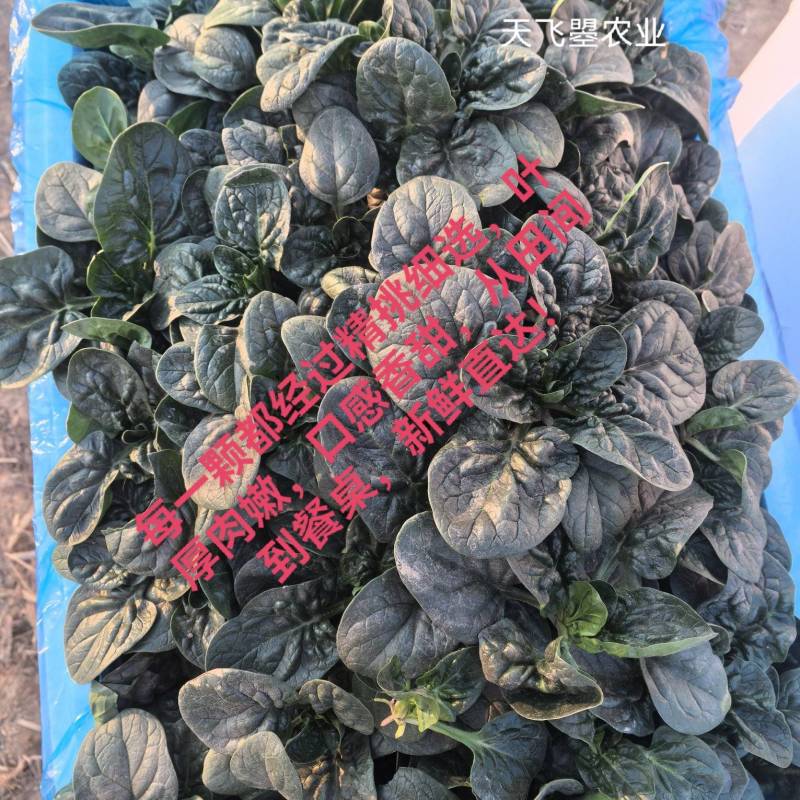 【天飞曌农业千亩基地趴地菠菜圆叶黑木耳大棚/露地】