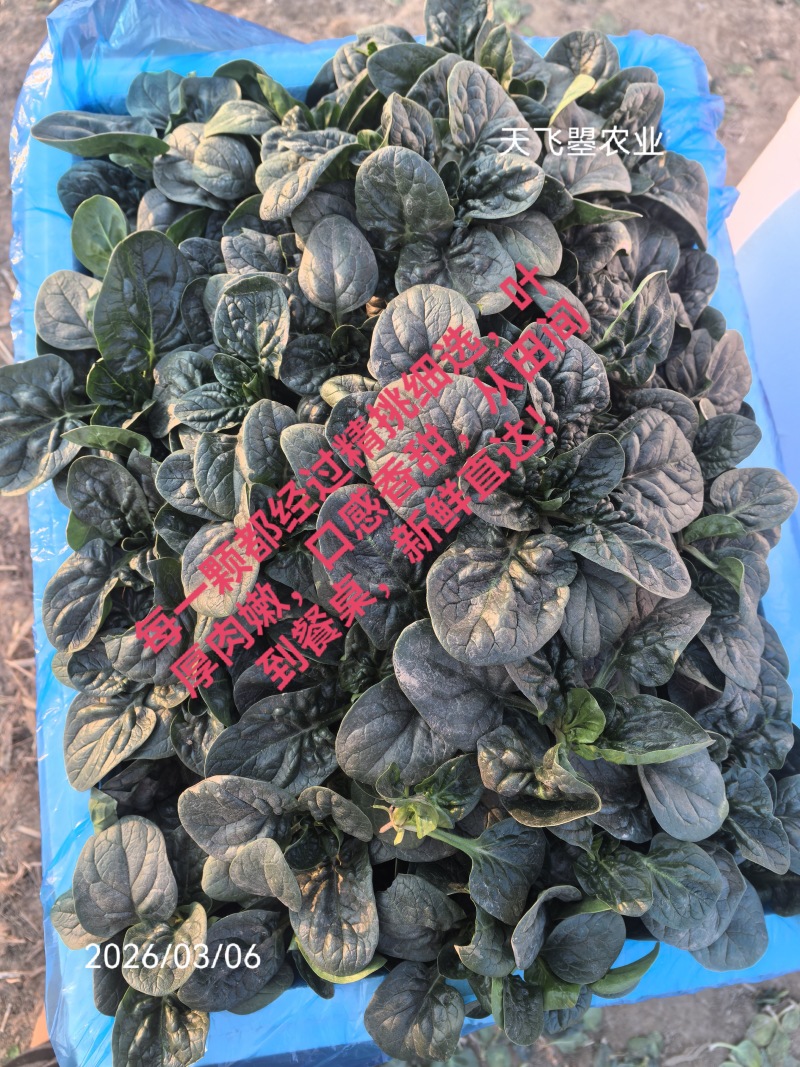 【天飞曌农业千亩基地趴地菠菜圆叶黑木耳大棚/露地】