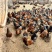 散养土鸡