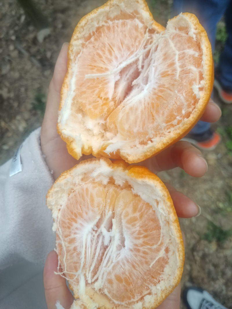 春见耙耙精品欢迎各位老板前来看货购买