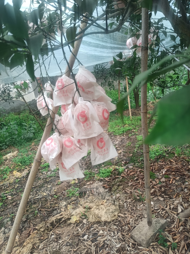 春见耙耙精品欢迎各位老板前来看货购买