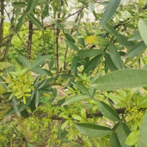 新鲜花椒预售中重庆江津九叶青新鲜花椒预售中