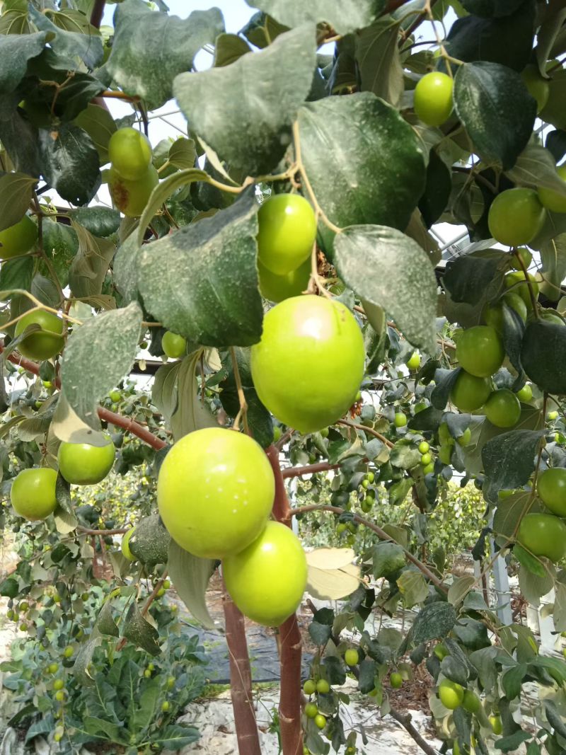 台湾青枣大棚种植商