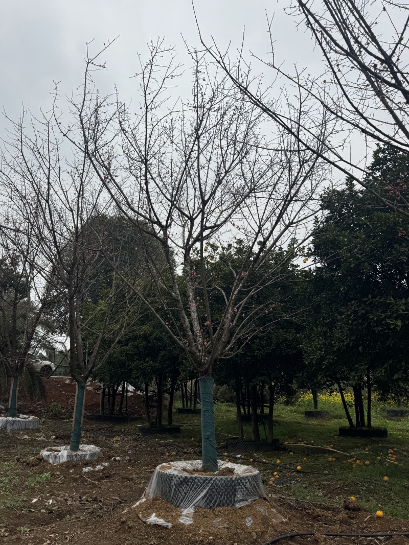 自家苗圃基地益阳木子
