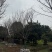 自家苗圃基地益阳木子