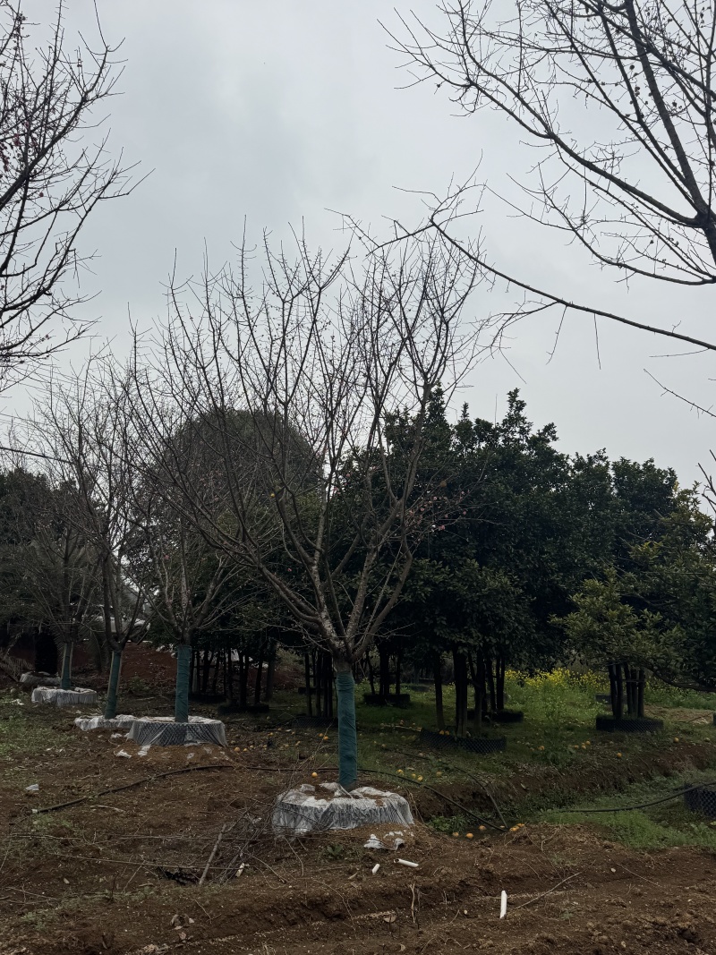 自家苗圃基地益阳木子