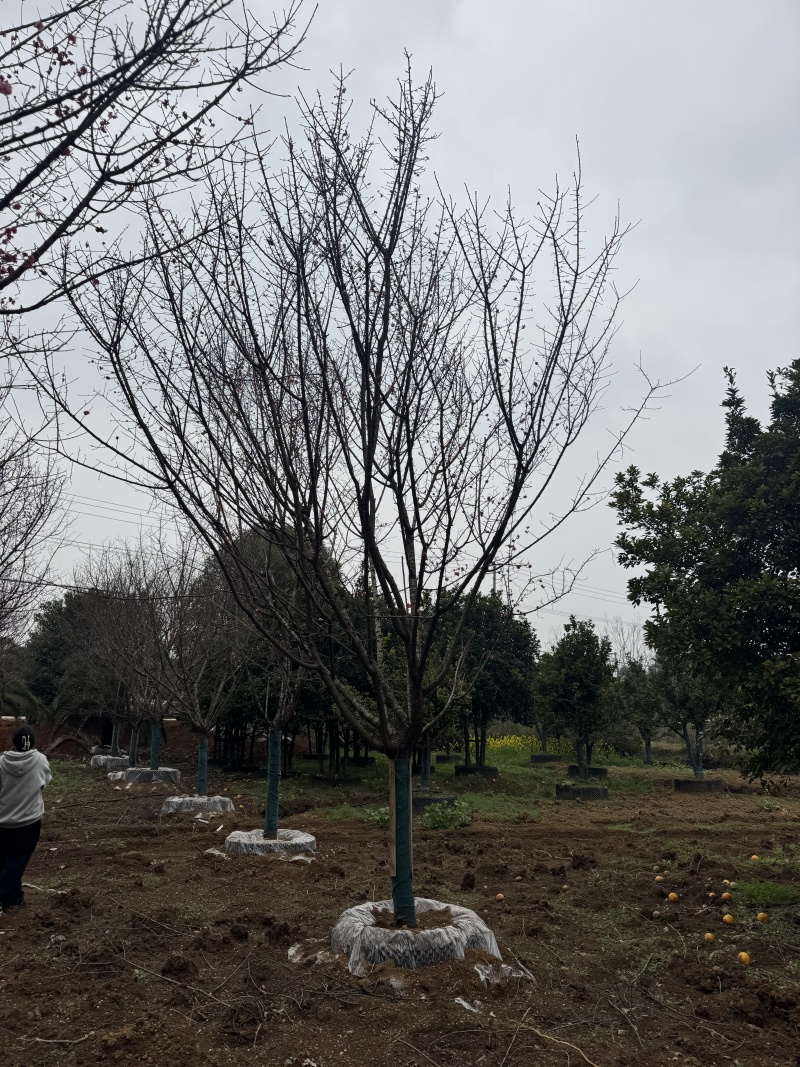 自家苗圃基地益阳木子