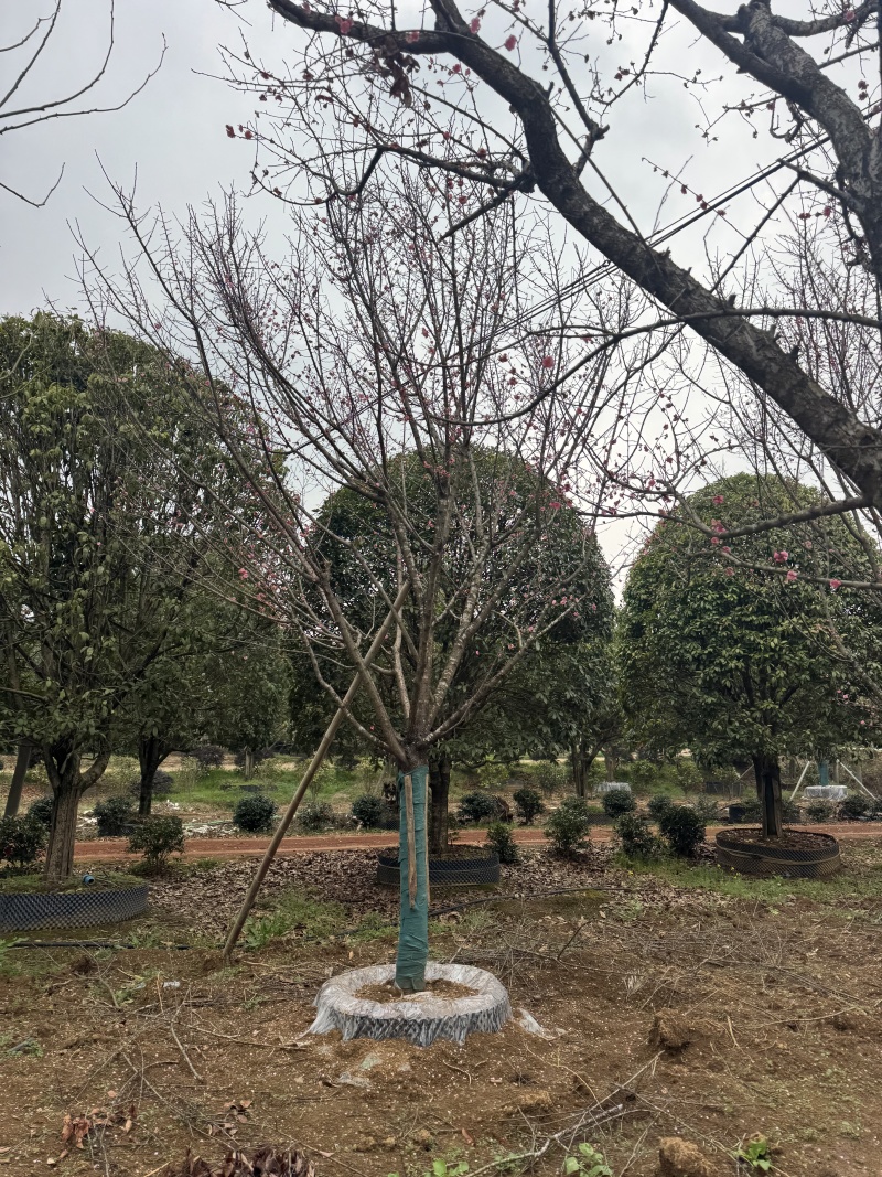 自家苗圃基地益阳木子