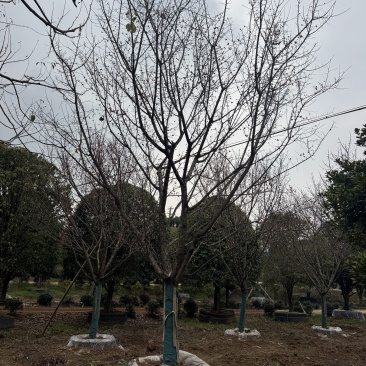 自家苗圃基地益阳木子