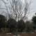 自家苗圃基地益阳木子