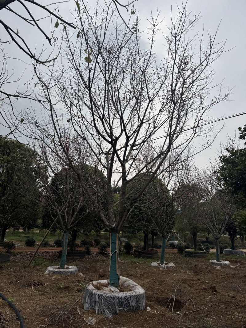 自家苗圃基地益阳木子