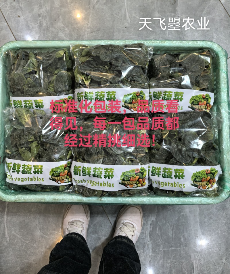 【天飞曌农业千亩基地圆叶红根趴地菠菜大棚电商】