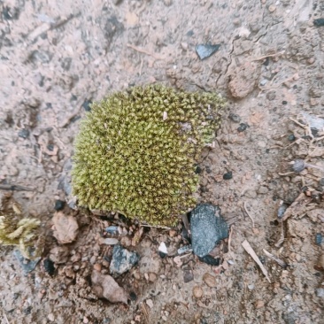 苔藓
