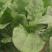 优质菠菜