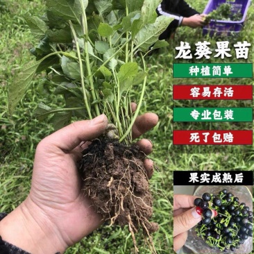 野生纯正龙葵