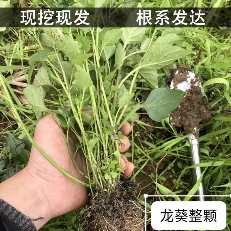 野生纯正龙葵