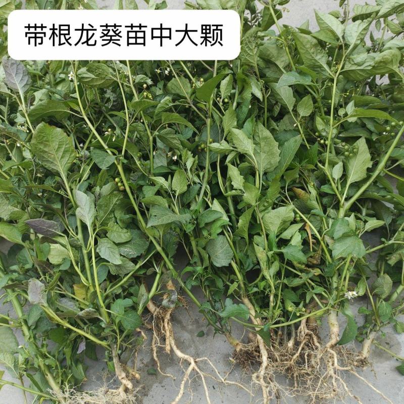 野生纯正龙葵