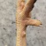 高品质麻鸡，手慢将无，视频看货，货不对板包赔路费
