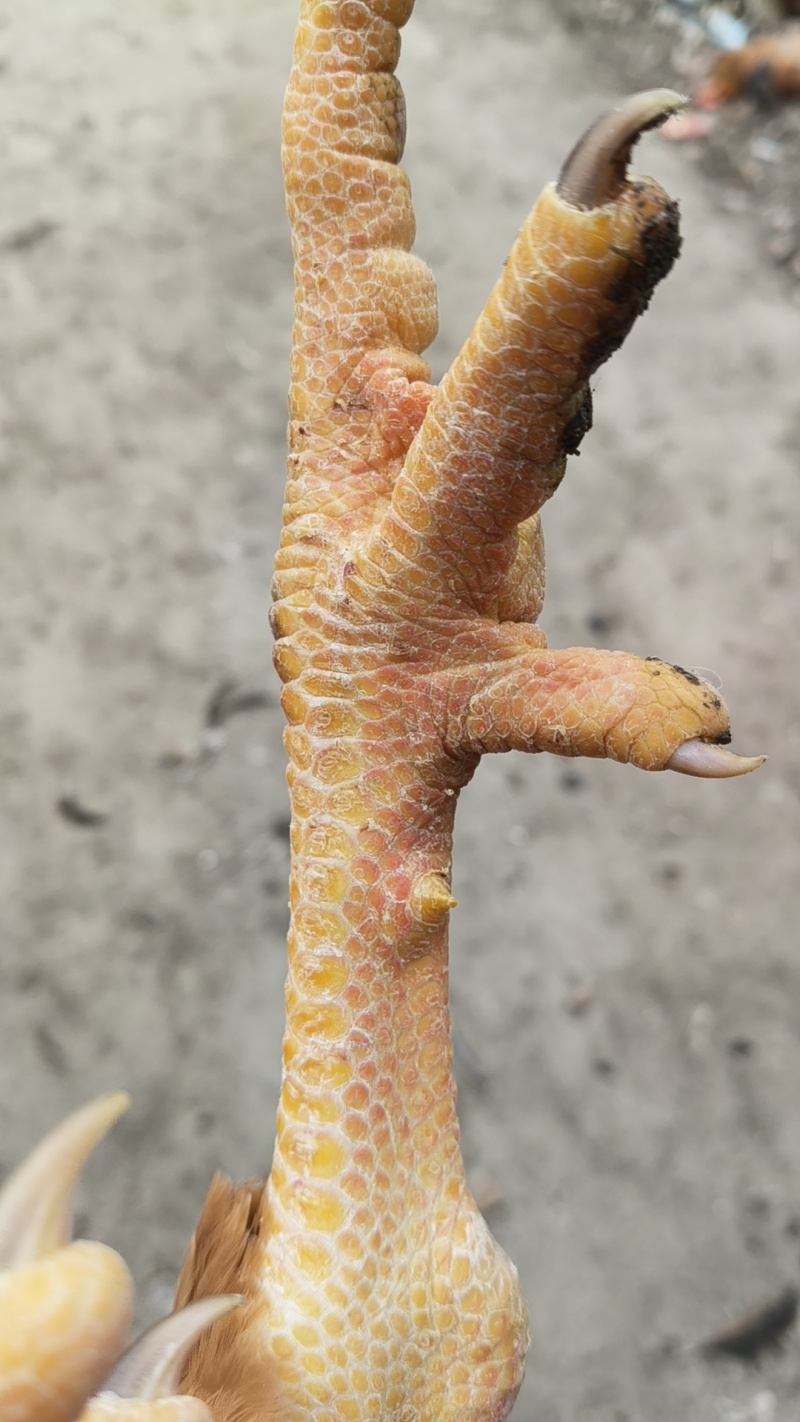高品质麻鸡，手慢将无，视频看货，货不对板包赔路费