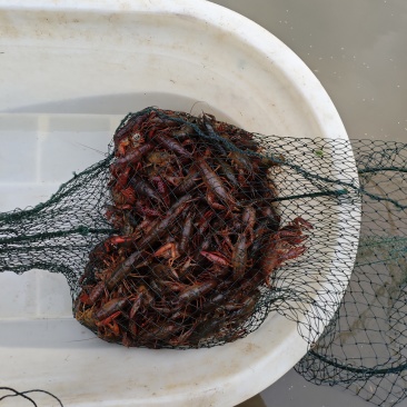 赣州小龙虾，肉质饱满出货量大稳定，欢迎有实力的老板来对接