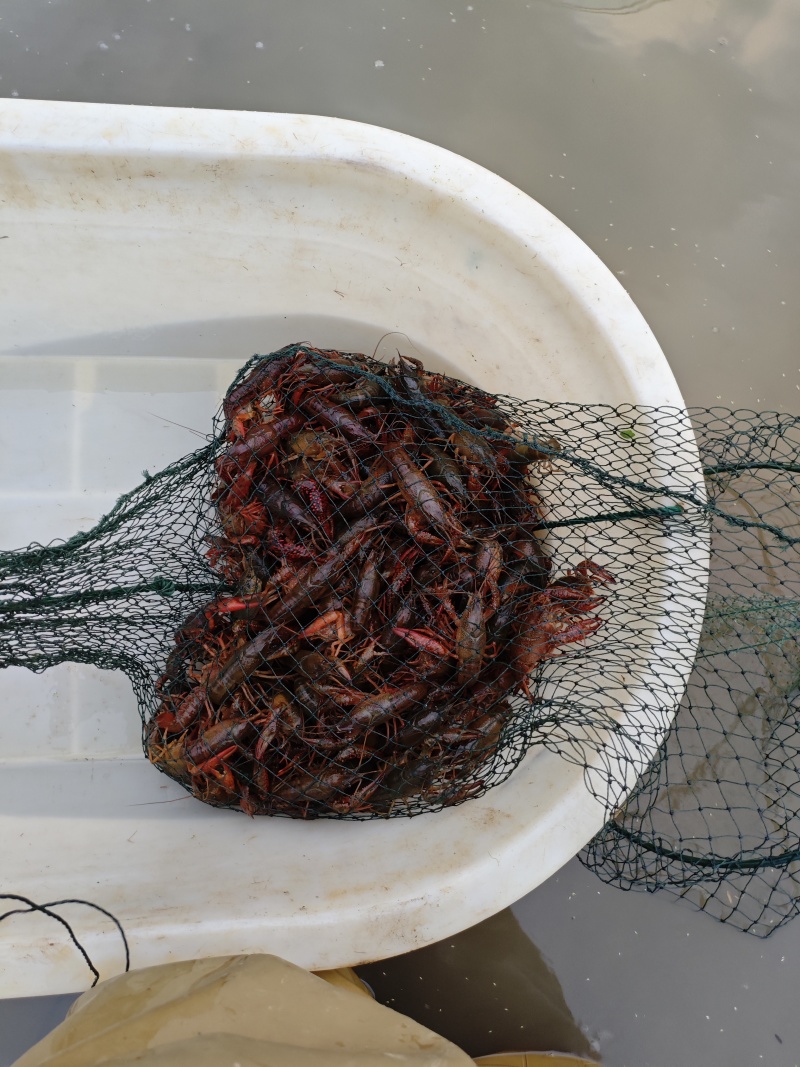 赣州小龙虾，肉质饱满出货量大稳定，欢迎有实力的老板来对接
